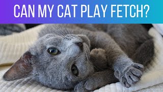 5 common Russian Blue personality traits: Does our cat have them all?