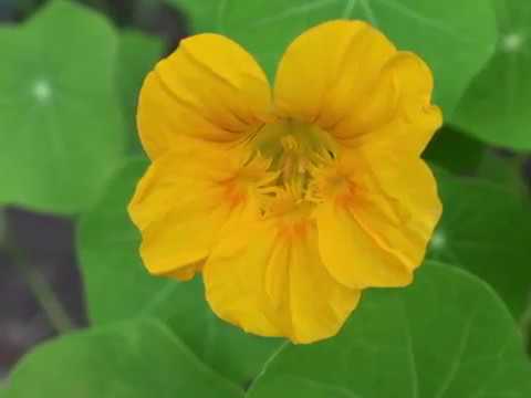 Lennon&McCartney, GOLDEN SLUMBERS - instrumental cover