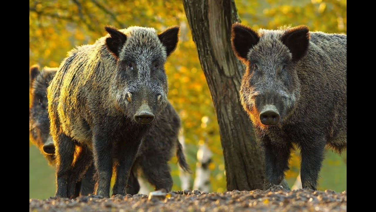 Дикий кабан . Возвращение