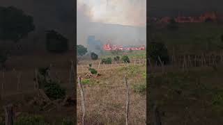 WATCH: Massive bush fire raging in St Elizabeth