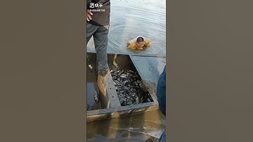 Real Best Net Fishing Videos,Fish Catching with Cast Net in the Village Pond 5