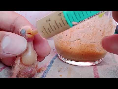 Video: Ako chovať kanáriky: 10 krokov (s obrázkami)