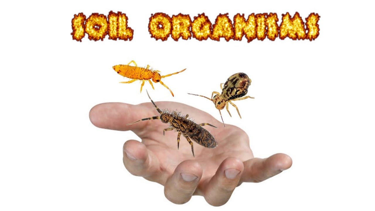 Soil Organisms Lab Video