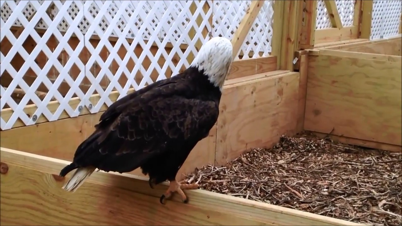 lead poisoning cattle Bald Eagle flies for the first time after recovering from lead poisoning!