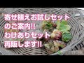 【多肉植物】寄せ植えお試しセットのご案内!!わけありセット再販します!!【succulent】トロピカルガーデン