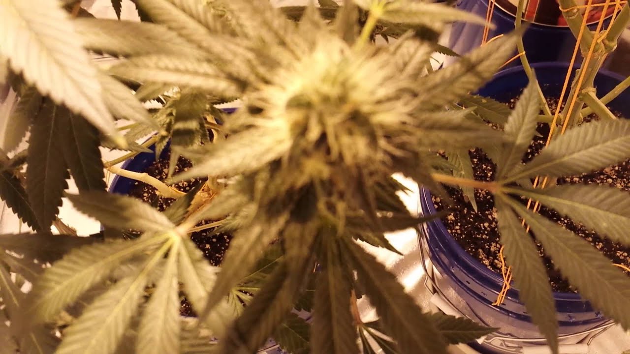 QuiCK FLoWer UpDaTe. BuDs oN BuDs oN BuDs.