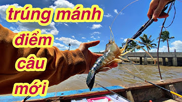 Thương vlog câu tôm/điểm câu mới trúng mánh rồi cô chú anh chị ơi #Thuongvlogcautom