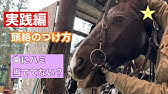 頭絡の付け方 馬装 乗馬初心者 乗馬女子 Youtube 頭絡の付け方 馬装 乗馬初心者 乗馬女子 Youtube