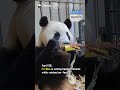 Panda fu baos quarantine diary ep4  ipanda