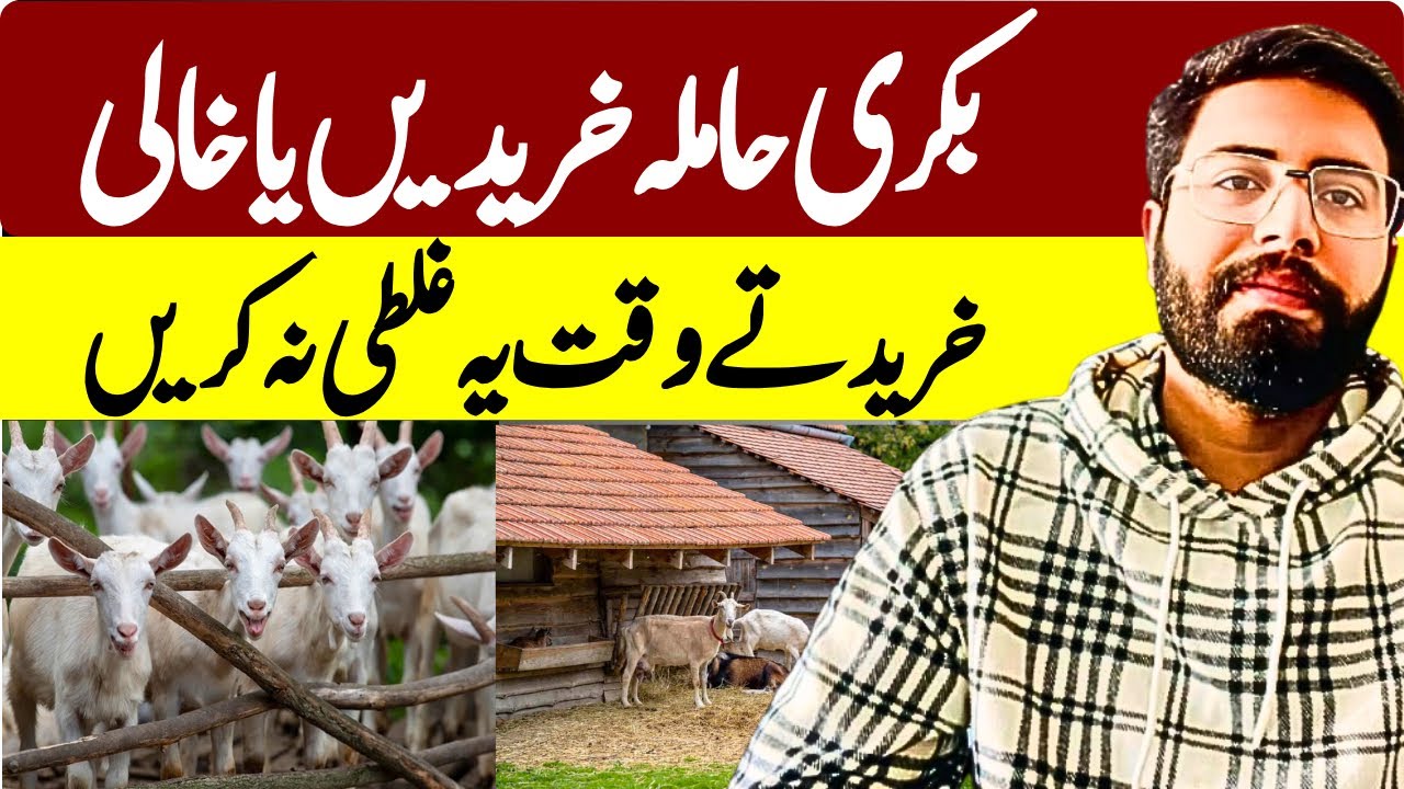 بکری حاملہ خریدیں یا خالی؟ خریدنے سے پہلے یہ ویڈیو ضرور دیکھیں!