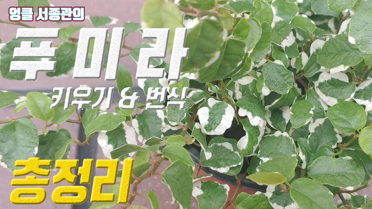 식물 푸미라 키우기 🌱 무늬 푸밀라 고무나무 🌿Ficus Pumila 'Variegata' Creeping Fig | 푸 미라 업데이트