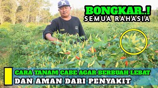 BONGKAR RAHASIA CARA TANAM CABE AGAR BERBUAH LEBAT DAN ANTI PENYAKIT@CALONPETANI74