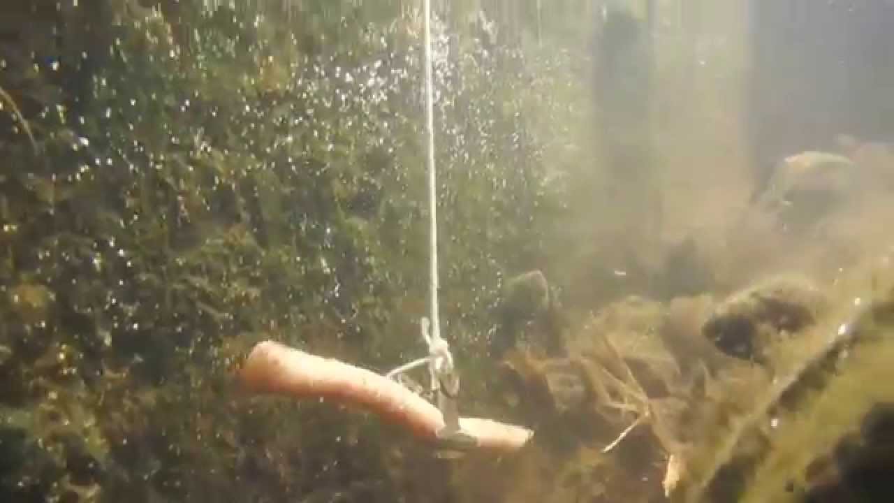 釣り入門 淡水の魚釣り ザリガニ釣り Youtube