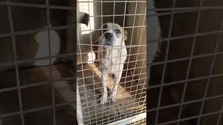 23.10.25 🆘 ОТЛОВ ГОРОДА АЛМАТЫ. КАЗАХСТАН 🆘