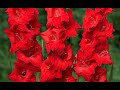 Цветок имени Александр   гладиолус