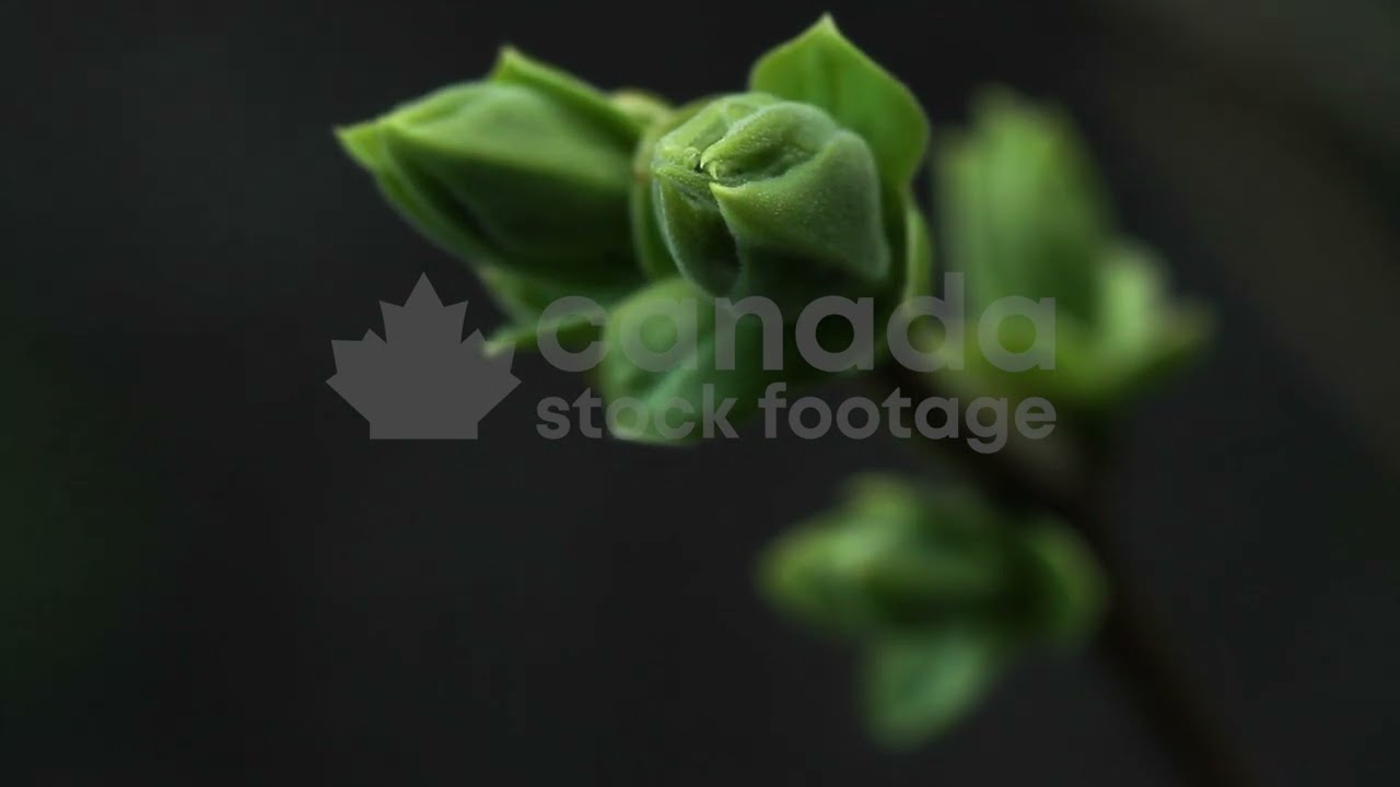 Spooky plant closeup stock video. Weird, abstract, moody spring bud. Scary horror movie vibe. HD.