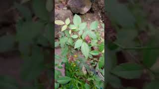 asmr Satisfying Beautiful Roses Flowers Plants vlog Shorts viral