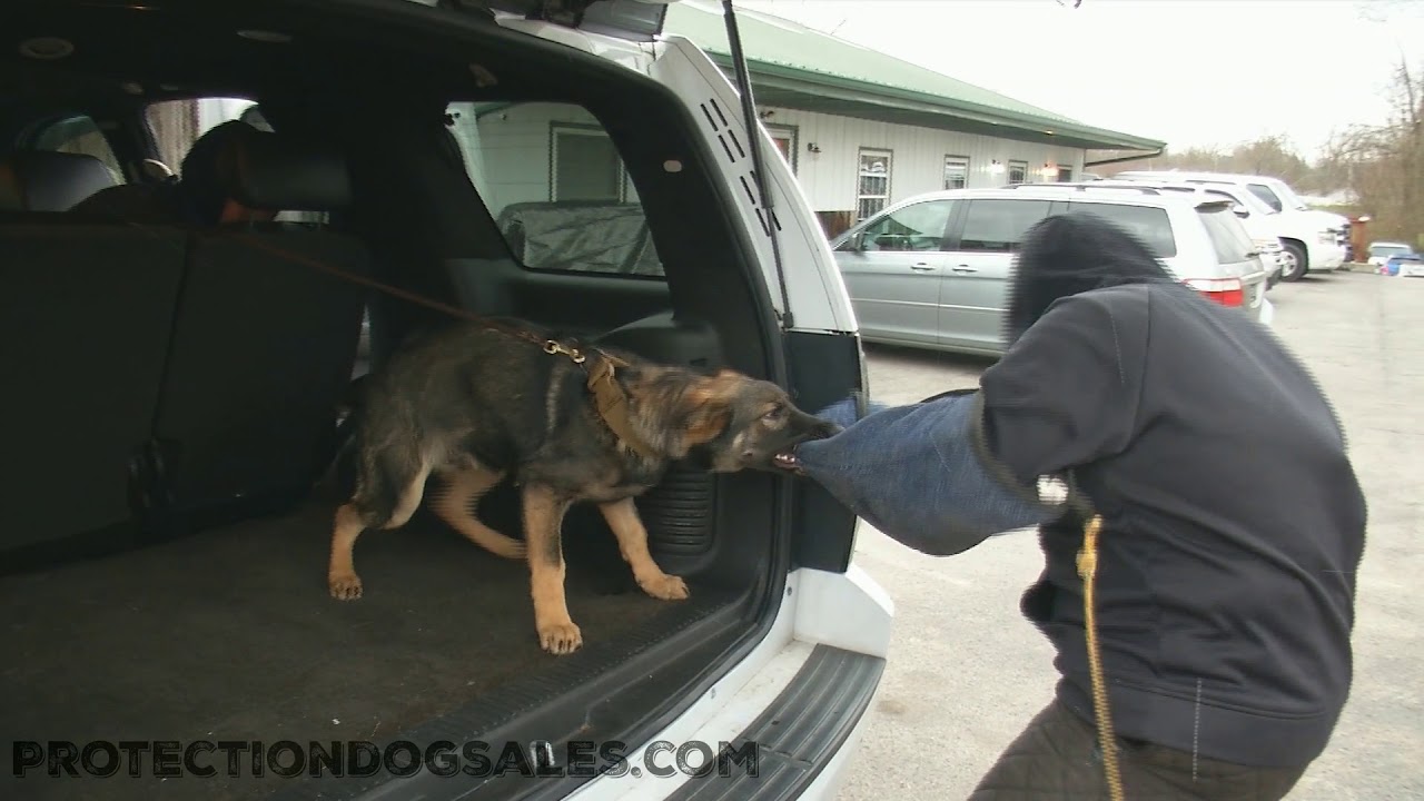 puppy paradise Vargo Von Prufenpuden 5 & Half Months Car Agitation