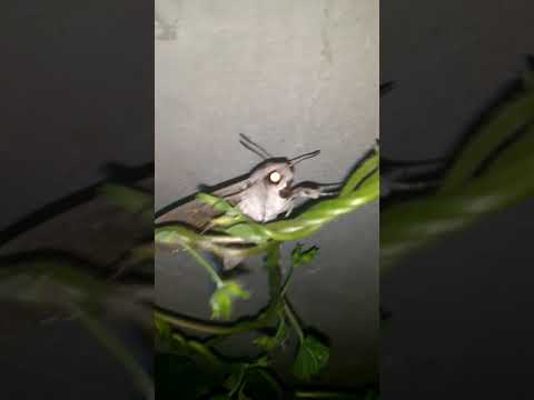 4k video player Валера Sawert , butterfly , Ukraine