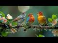 Relaxing Piano with Bird Sounds | Calm Nature Sounds for Deep Rest
