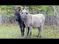 Donkeys Arrive on the Farm