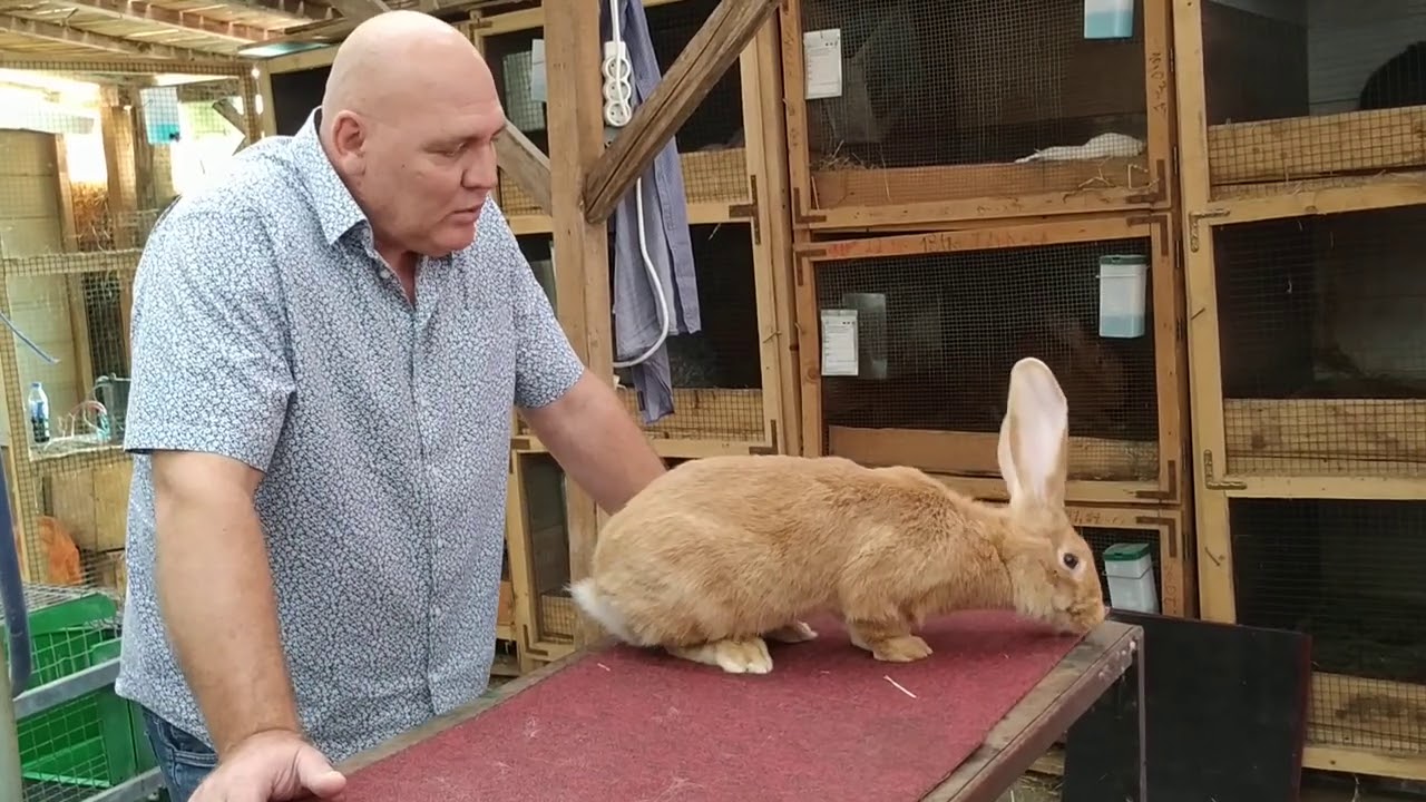 Vizita nouă și în premieră la Iepuri Cornel București (partea 1)👍😉0763526778