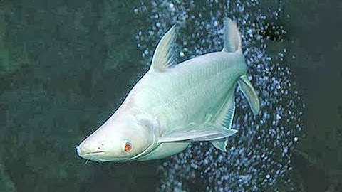 Cá cảnh dễ nuôi: Cá Mập Thái (VietSub)-Sutchi Catfish