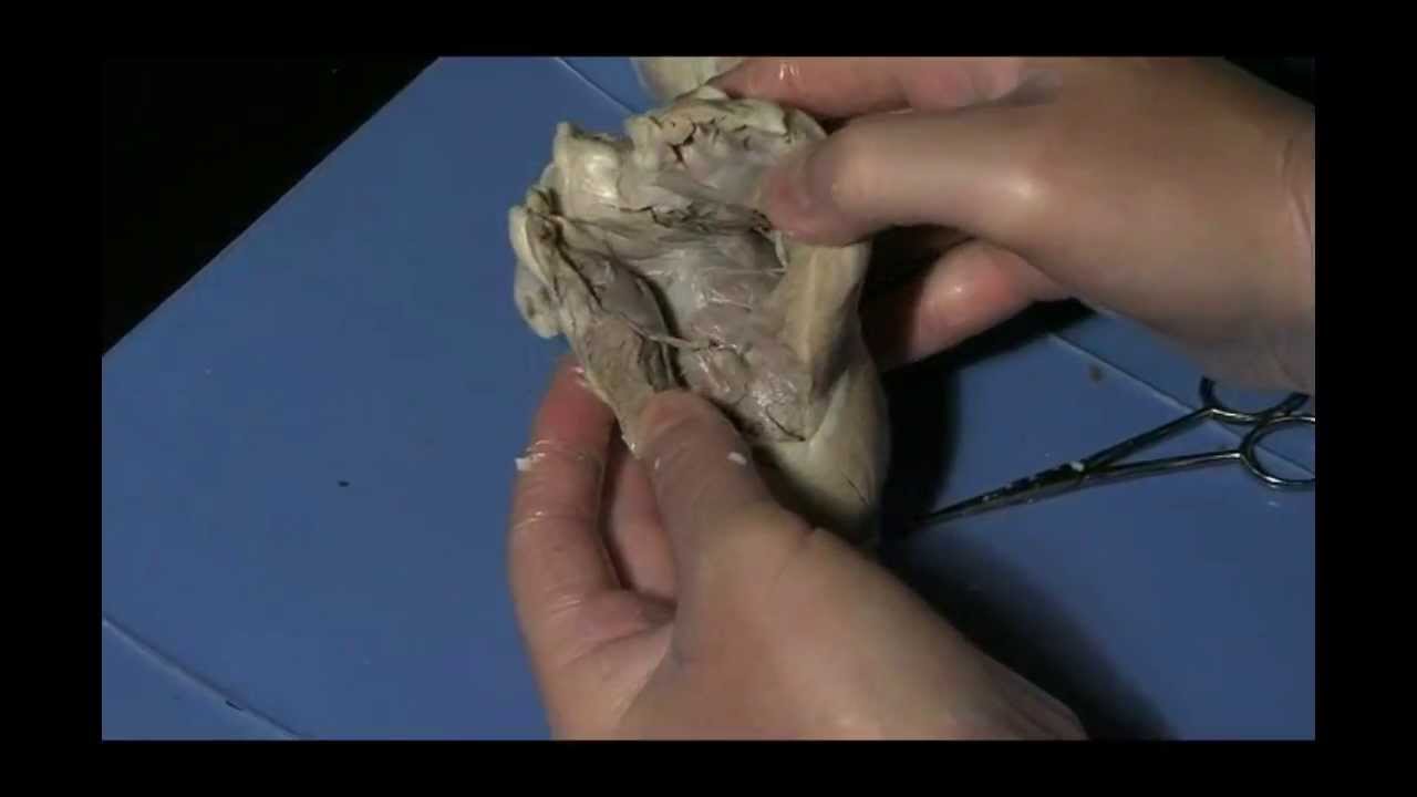 Sheep Heart Dissection Student Cut 1 For Lesson Plan Youtube