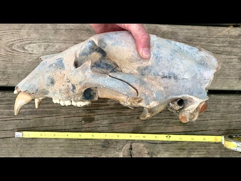 Kayakers discover ancient bear skull