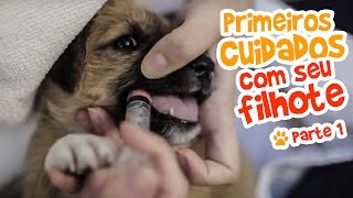 Primeiros cuidados com seu Filhote  Parte 1 [Ju Almeida Pet]