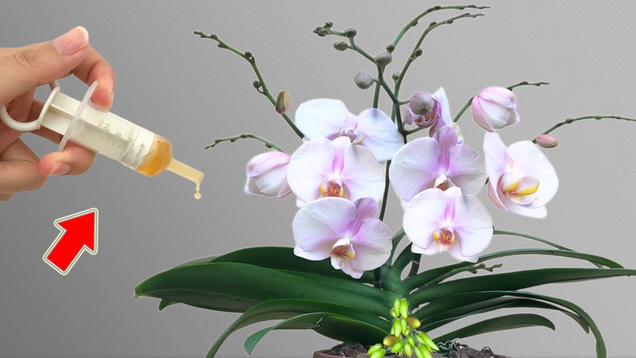 Капните немного в горшок для орхидеи! Внезапно появляются 101 корень и цветут все 4 сезона!