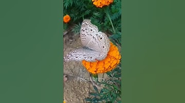 Graceful Butterfly Alighting on Vibrant Flower 🦋🌸 | Short Nature Clip