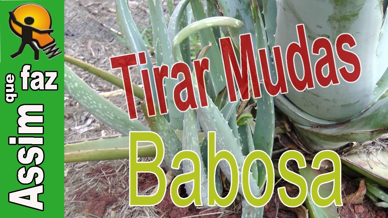 Como Tirar Muda de Aloe Vera. A Babosa - YouTube