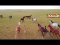 Содержание лошадей в хозяйстве Сералы Абжалова. Лошади в степи и на базе. Казахстан