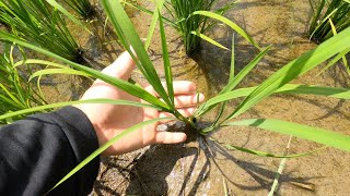 雑草が生い茂る前にクリンチャーバスを散布してく