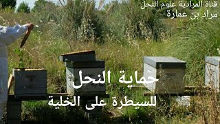 أعمال النحال في أواخر الربيع /لحماية الخلية / وتنشيط النحل والملكة