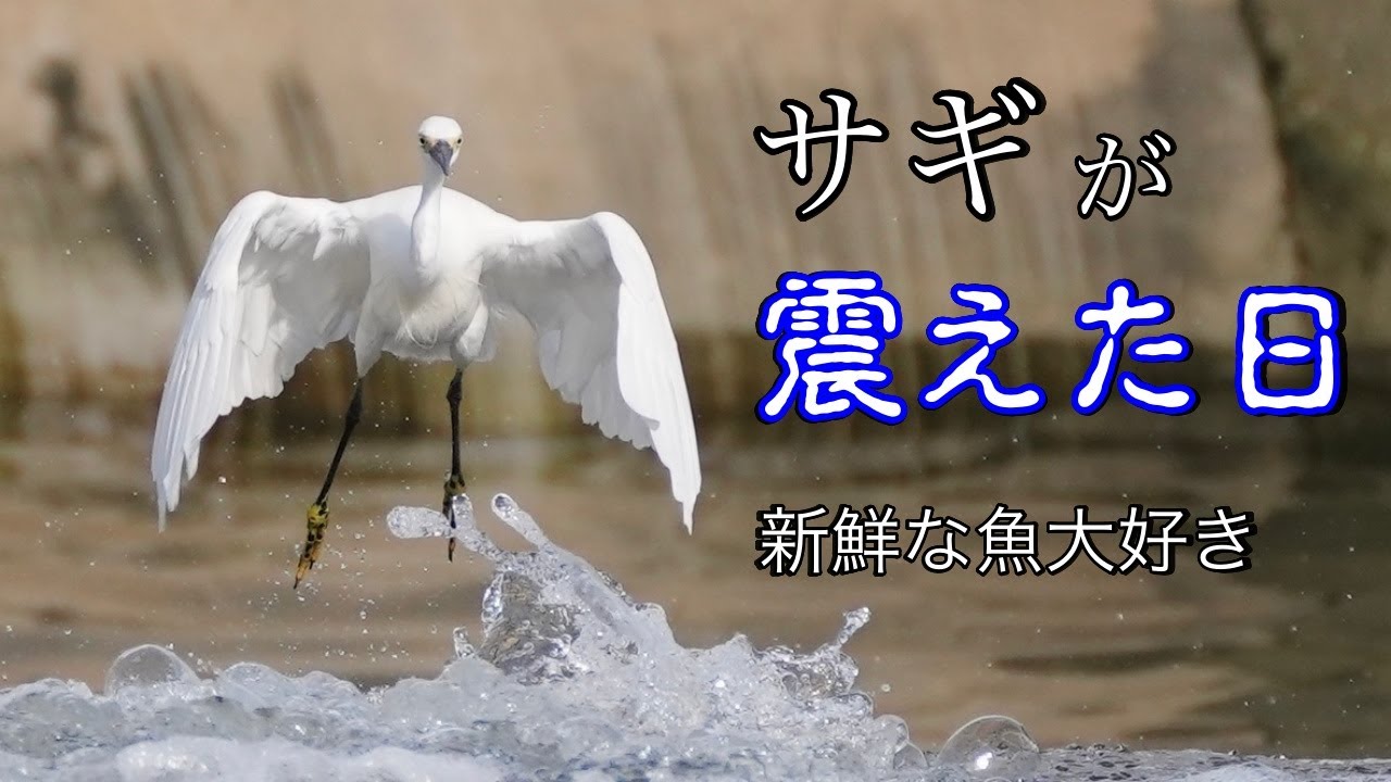 サギが震えた日 活きが良い魚が大好き！[Little Egret][Grey Heron 