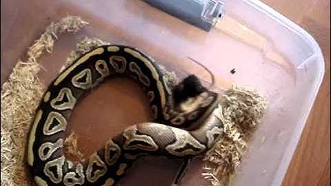 Ball Python feeding frenzy
