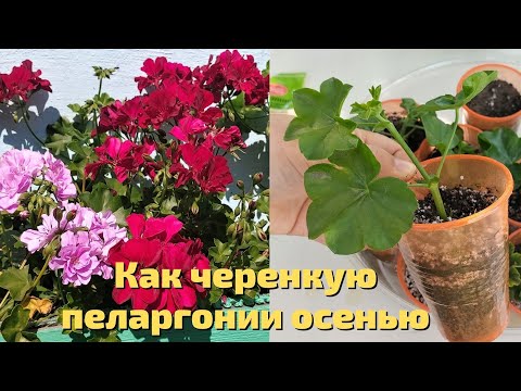 Как черенкую пеларгонии осенью