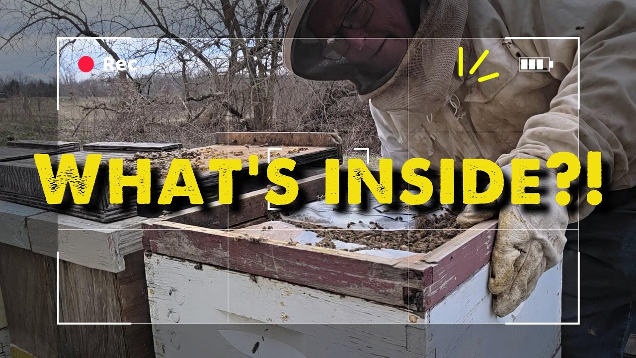 Mid-Winter Hive Check: Strong or Struggling?