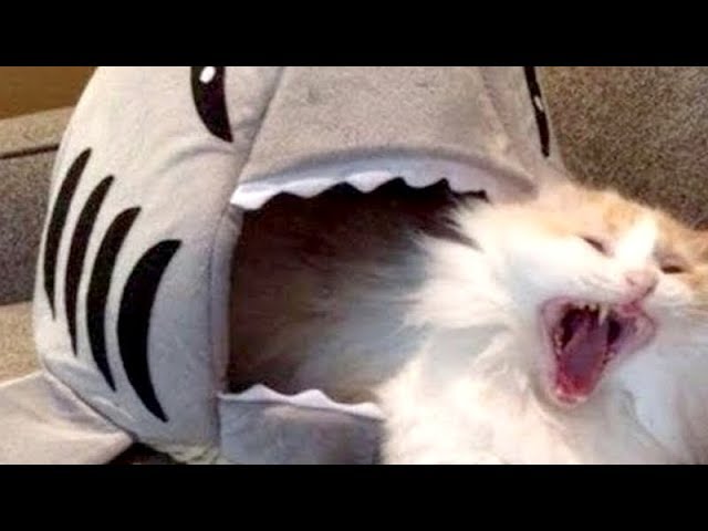 Dont watch this, YOU WONT BE ABLE TO STOP LAUGHING- The FUNNIEST ANIMAL compilation