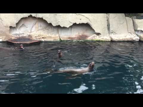 Sea Lions Crying At Aquarium In Vancouver