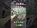 こんな葉は大丈夫！