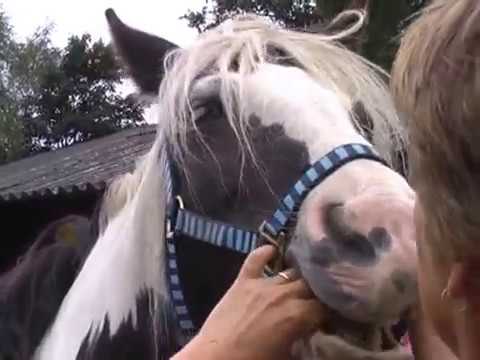 Video: Tandheelkunde Bij Boerderijdieren, Deel 1 - Alles Over Paardentanden En Mondverzorging Voor Paarden