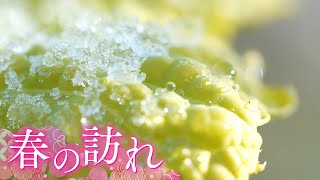 【美景】冬の朝の河川敷　春の訪れを告げる花　【兵庫･武庫川】