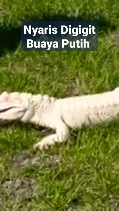 Nyaris Digigit Buaya Putih #shorts white Gator