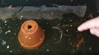 MOST AGGRESSIVE ANGELFISH IN THE WORLD! (NO CLICKBAIT)