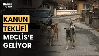 Başıboş köpek sorunu nasıl çözülecek? Fevzi Çakır aktardı