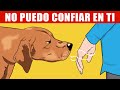 Cómo Los Perros Pueden Reconocer a Una Mala Persona y Otras Increíbles Habilidades Caninas Explica