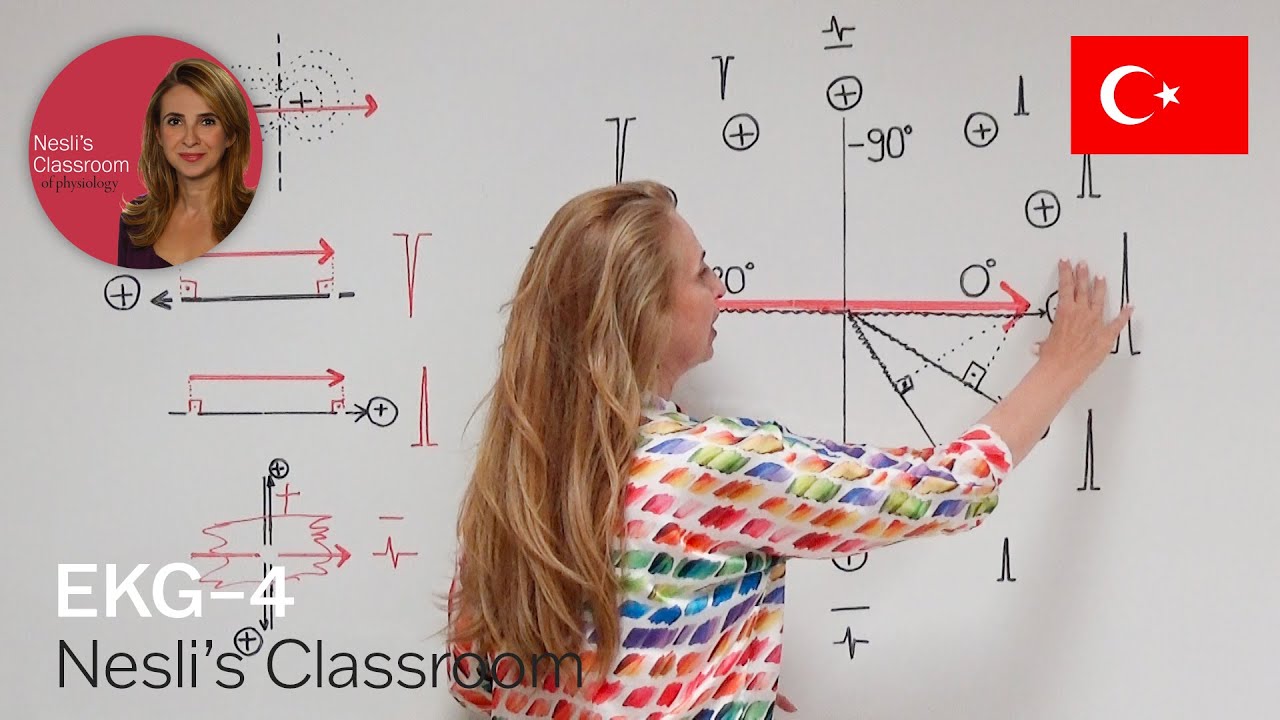 EKG-4 Kalpteki bir dipol farklı konumlardaki EKG elektrotlarına farklı dalgalar halinde yansır.